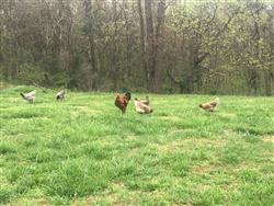 poultry.jpg