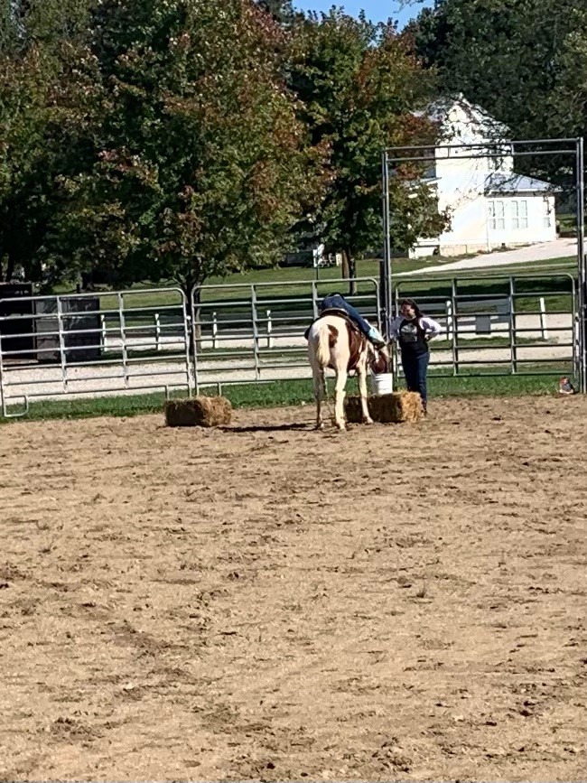 horseponyfallfunshow.jpg