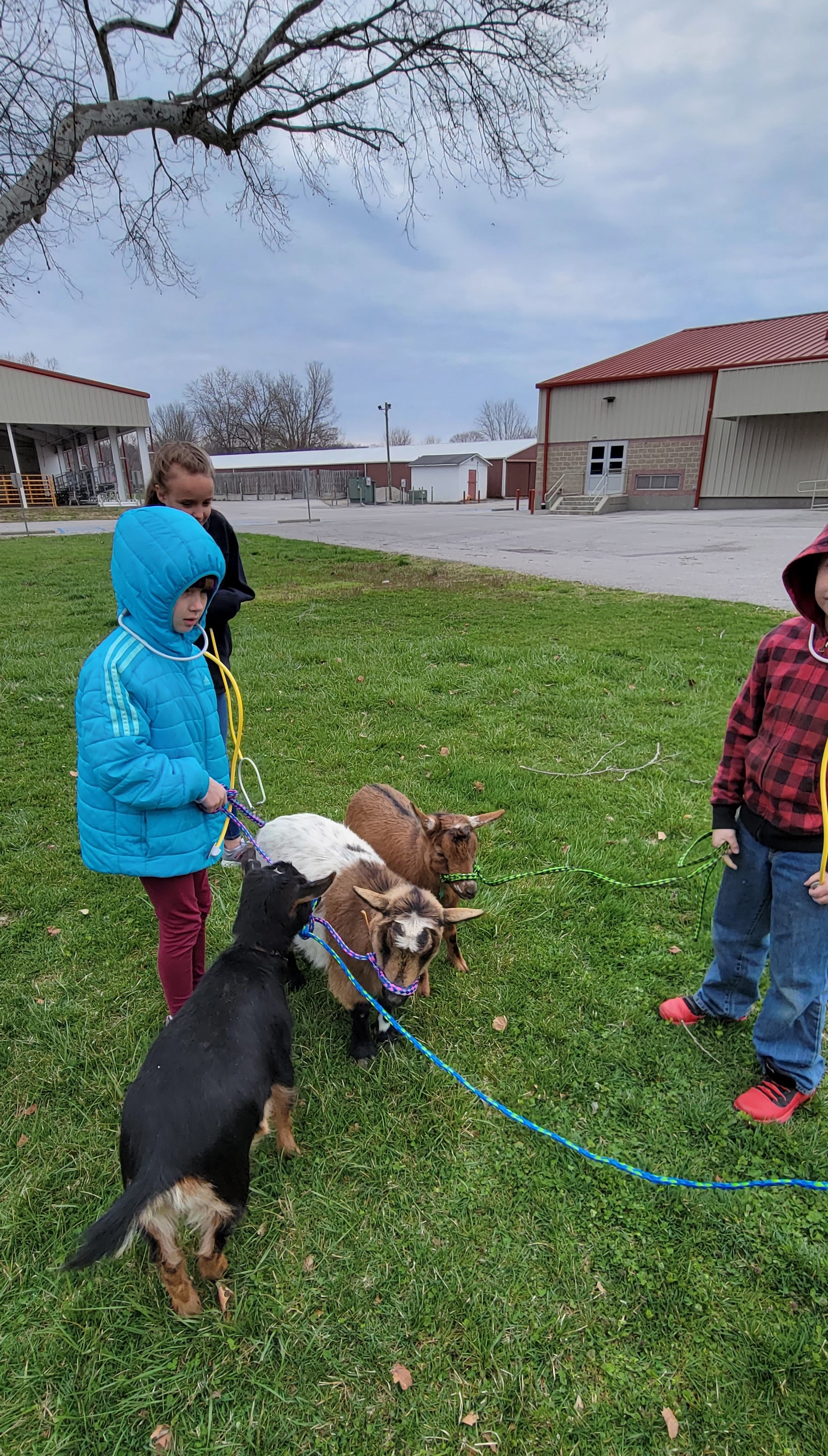 outside with animals