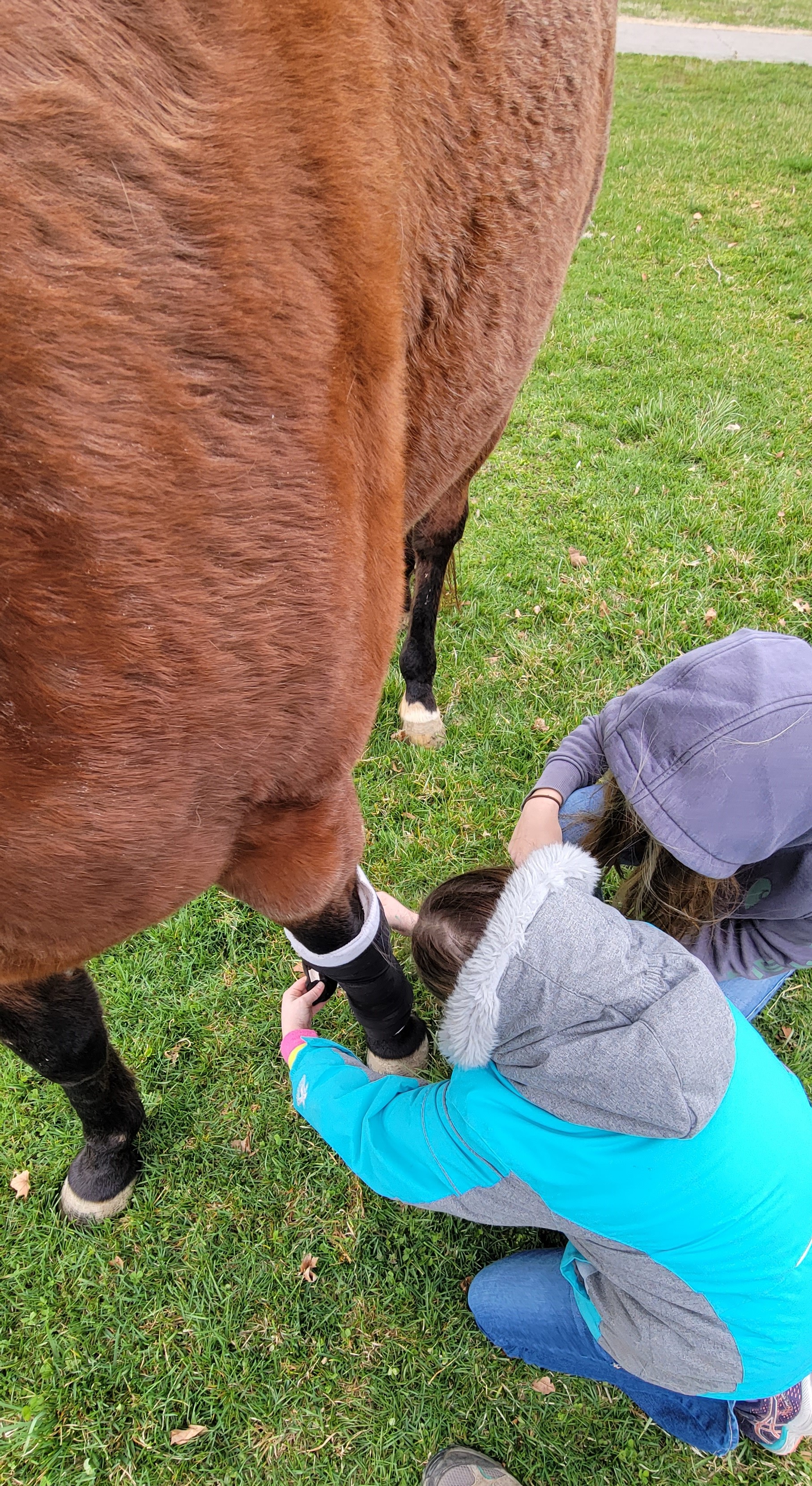 outside with horse
