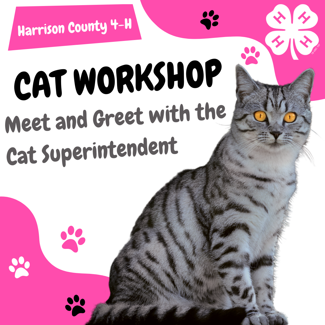 cat workshop