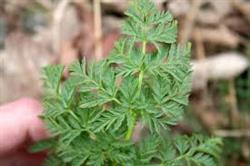 poisonHemlock.jpg