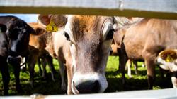 dairySteer.jpg