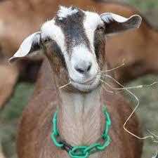 goats.jpg