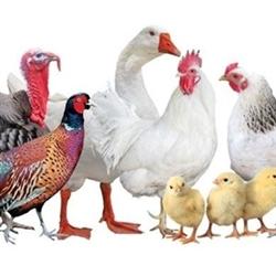 poultry.jpg