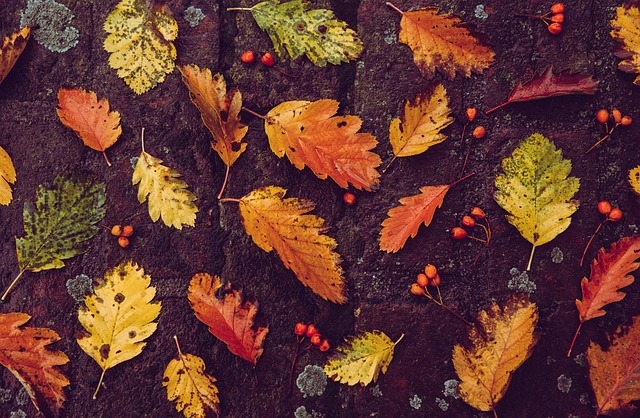 Fall Decor