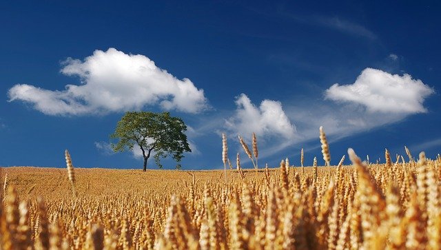 Wheat field