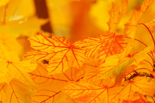 Autumn