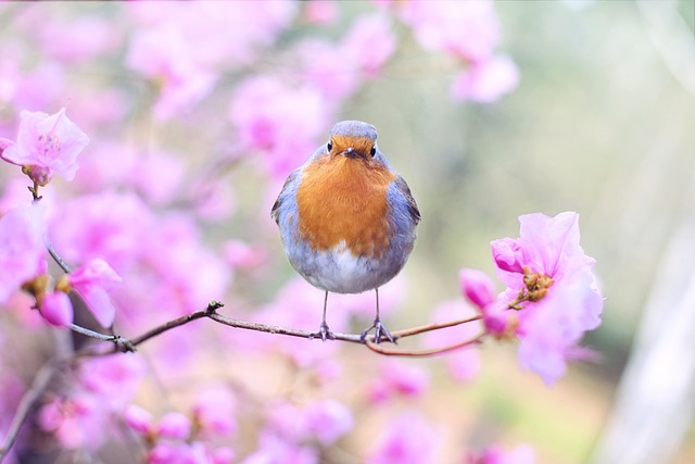 Bird