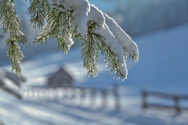 Winter
