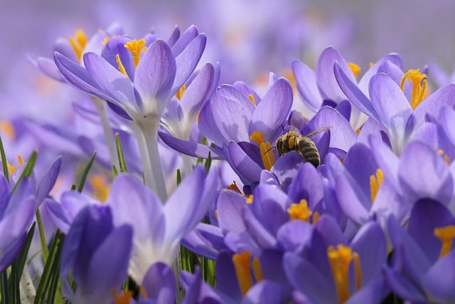 Crocus