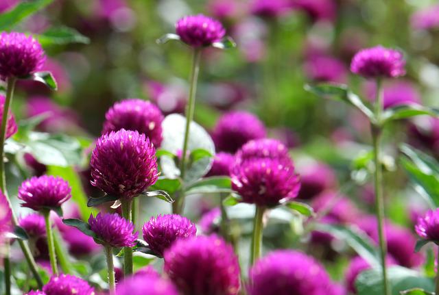 clover field