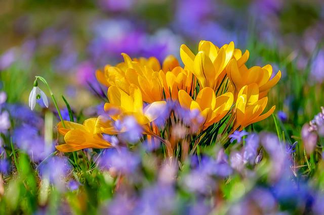 Spring flowers