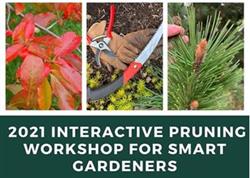 pruning.jpg