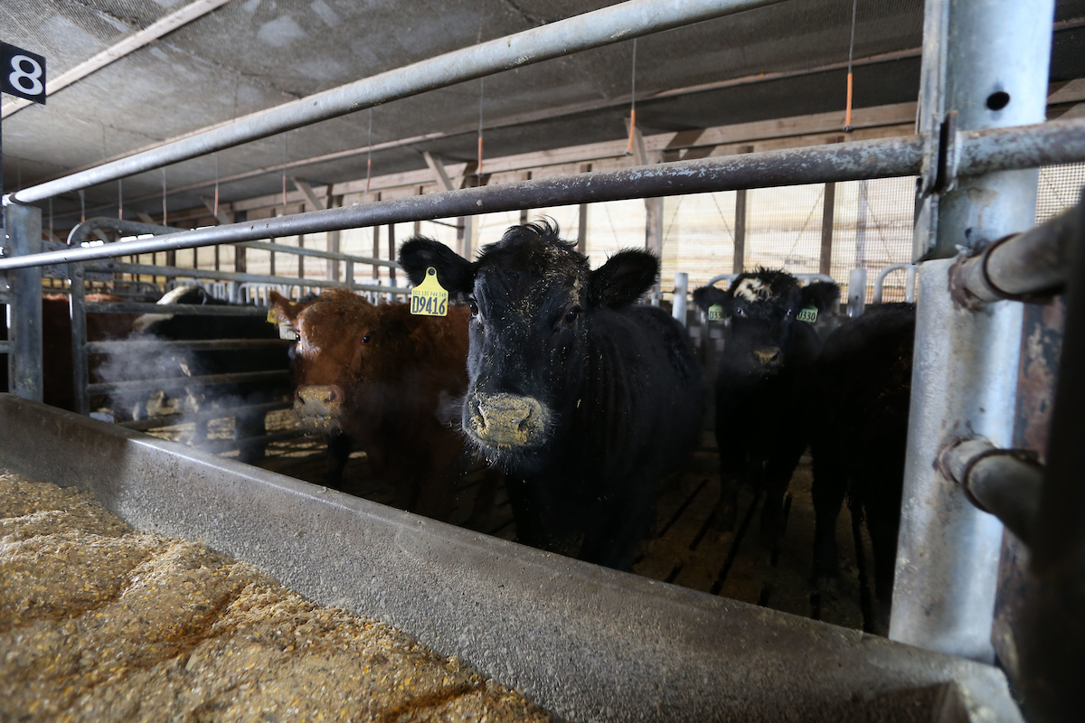 IBCA & Purdue Area 10 Beef Meeting