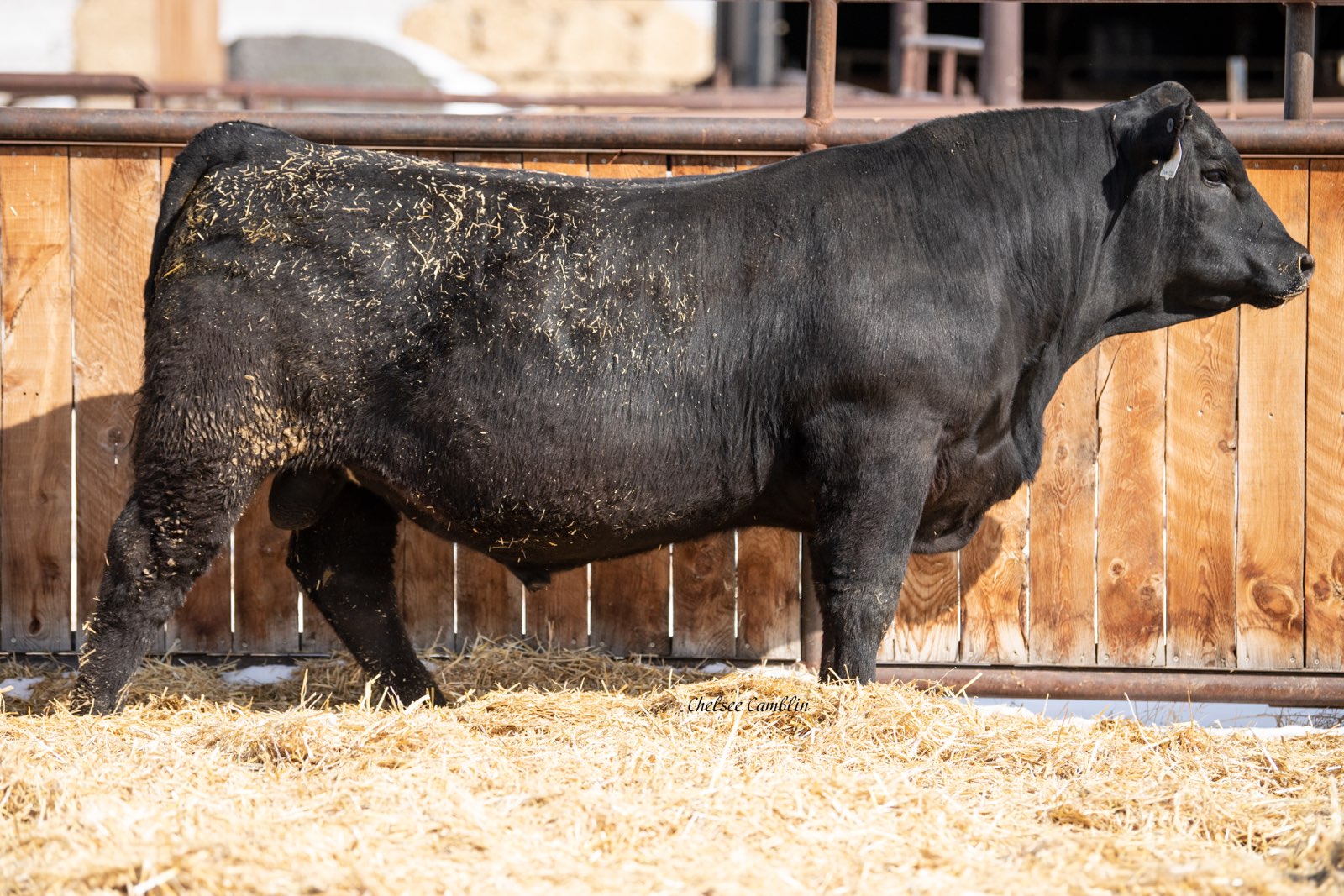 bull