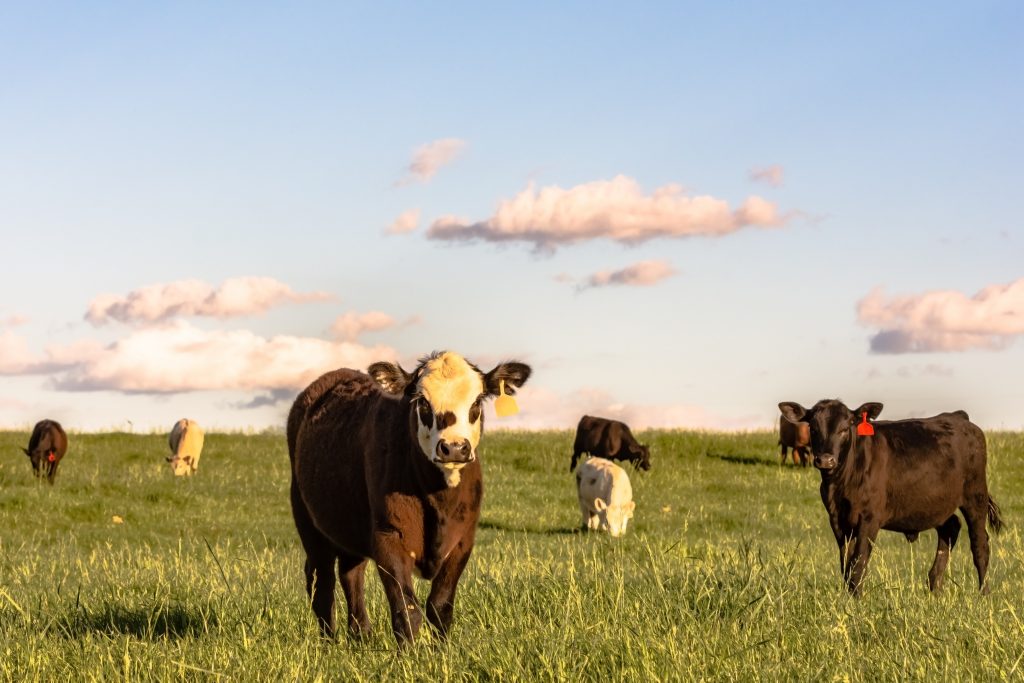 cattle grazing 