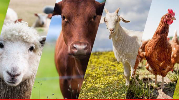 care livestock
