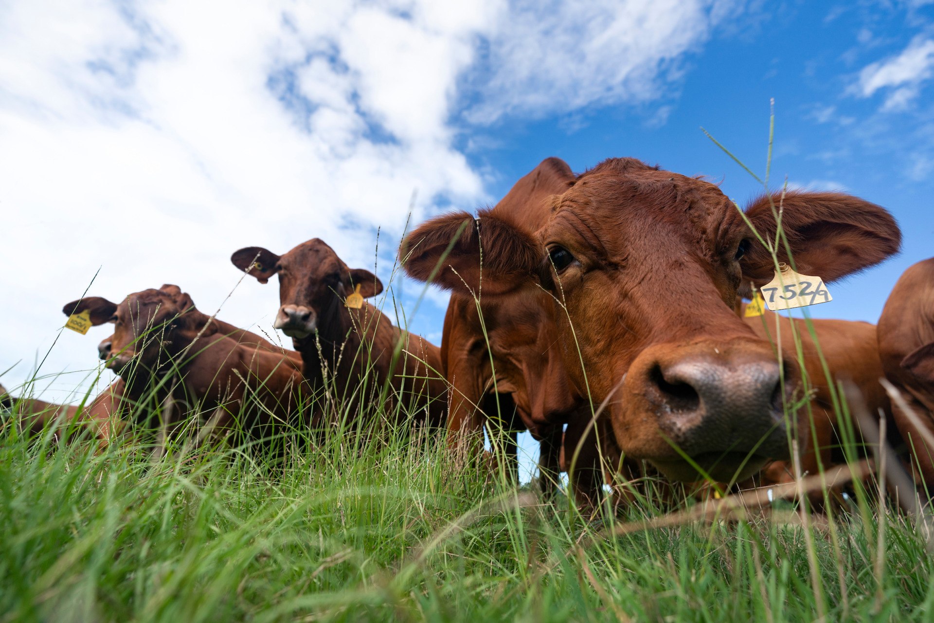 grazing