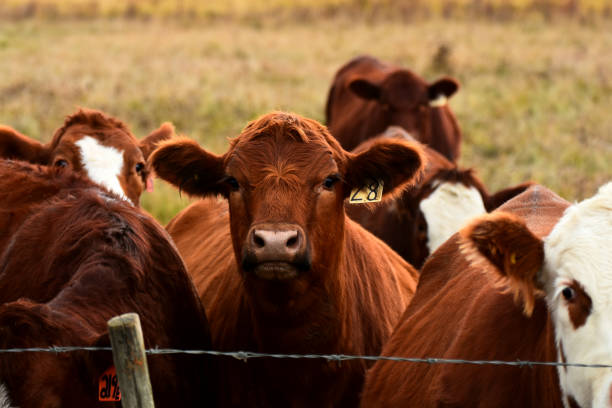 cattle
