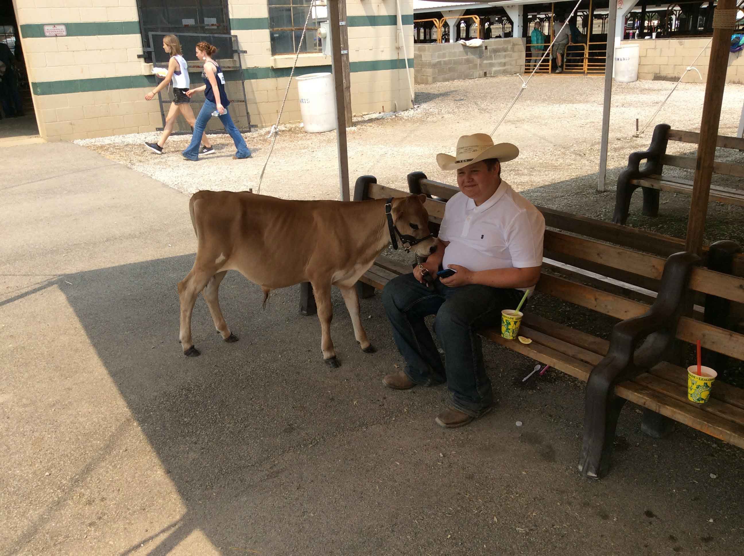 Calf standing next to 4-H member at bench near food stand.