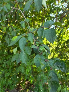 honeysuckle closeup