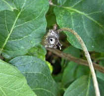 honeysuckle stem
