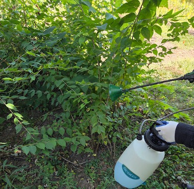 spraying honeysuckle with herbicide