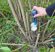 spraying base of honeysuckle with herbicide