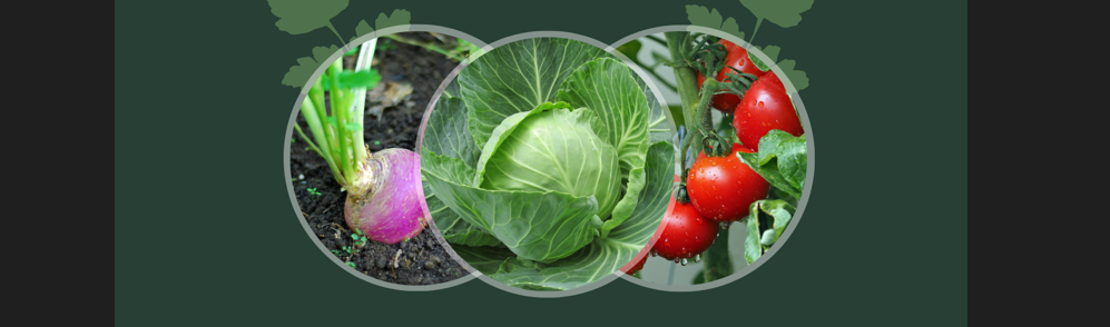 beet, cabbage, tomato