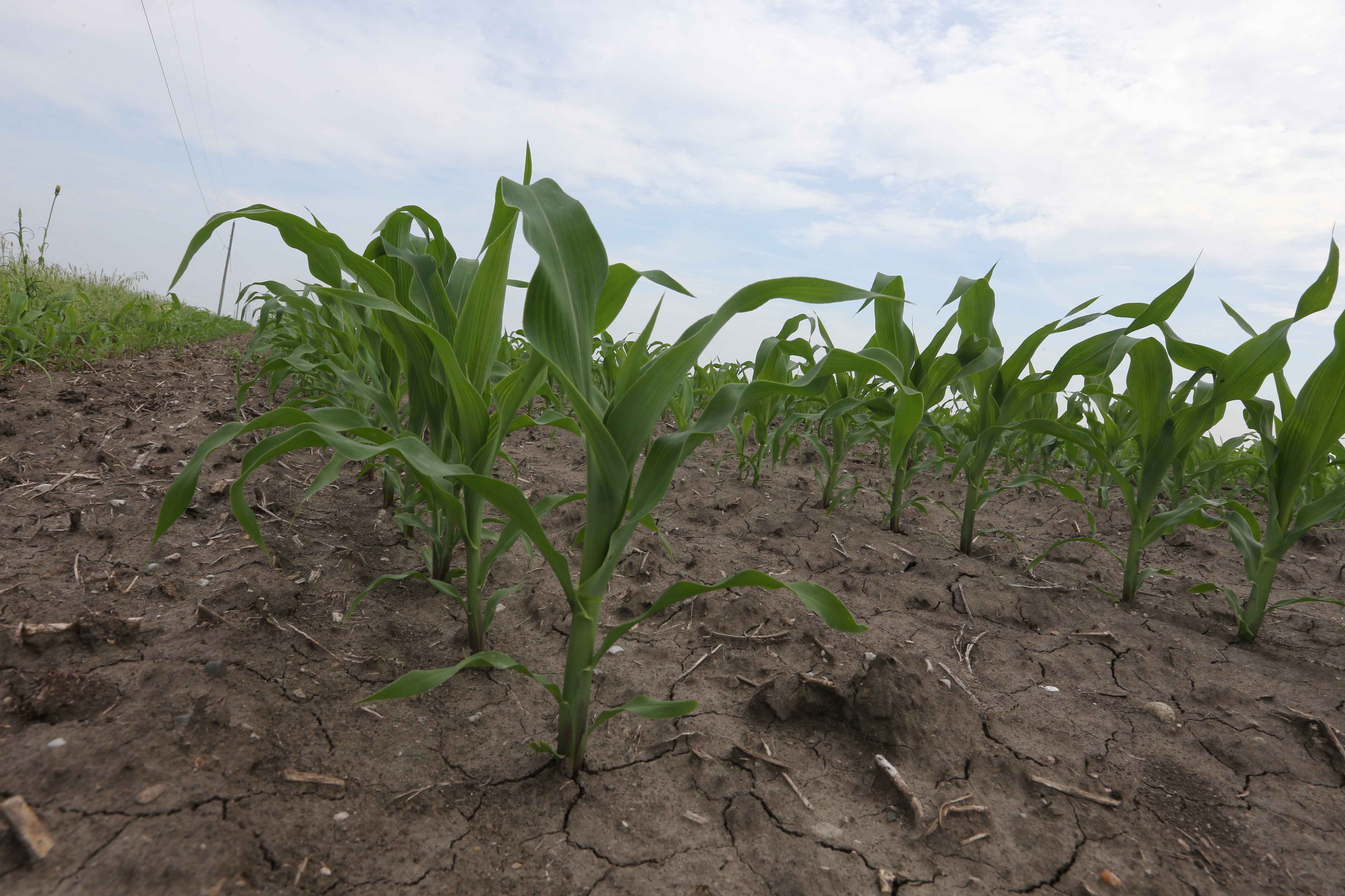 Corn plant in field