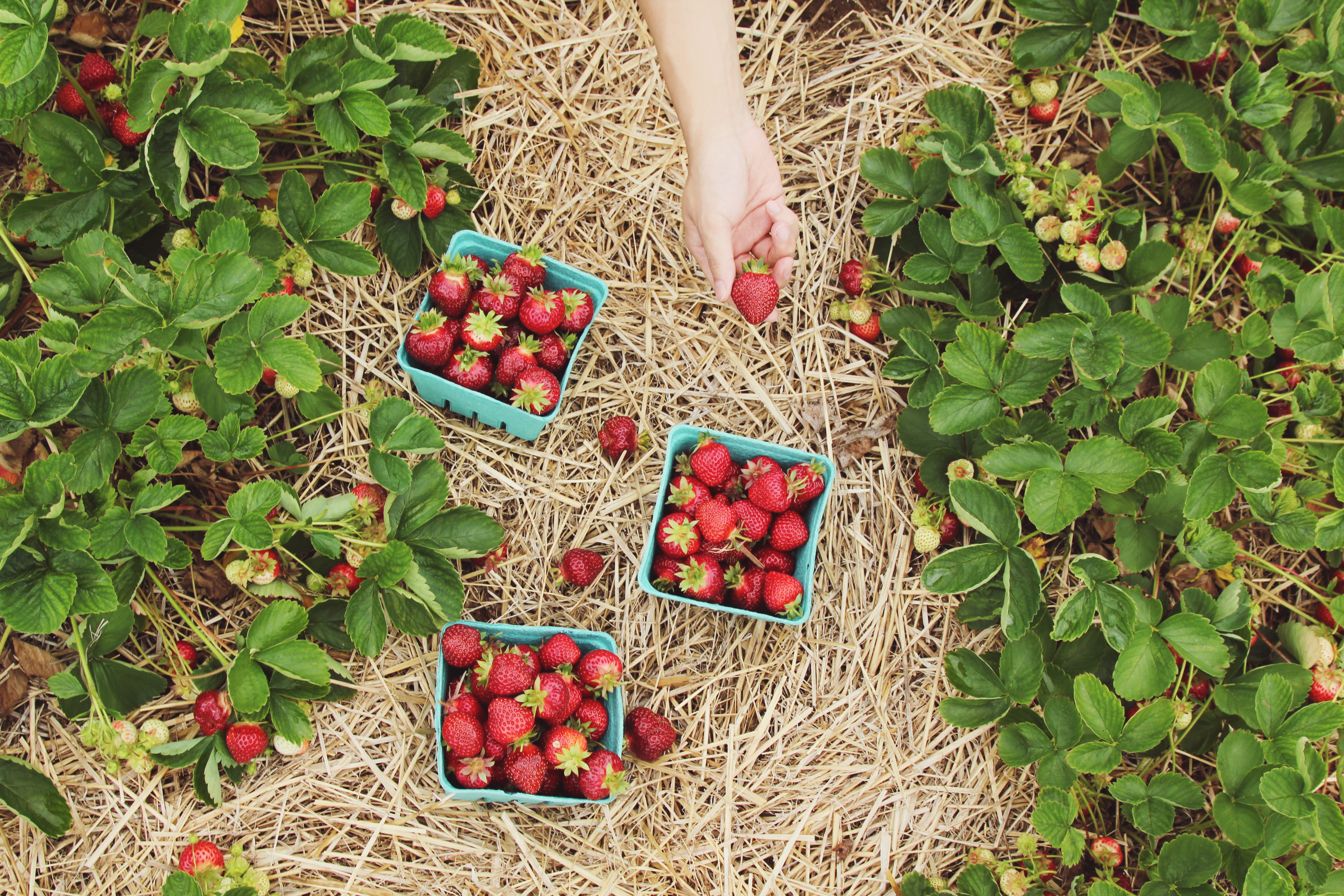 strawberries in field