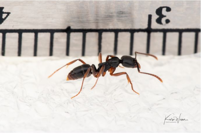 Asian Needle Ant