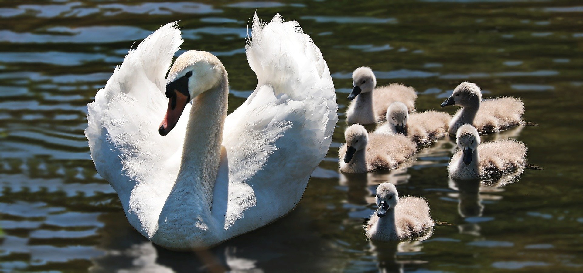 swan with babies