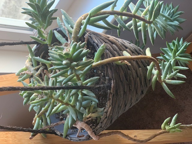 My Donkey’s Tail is Messed Up!