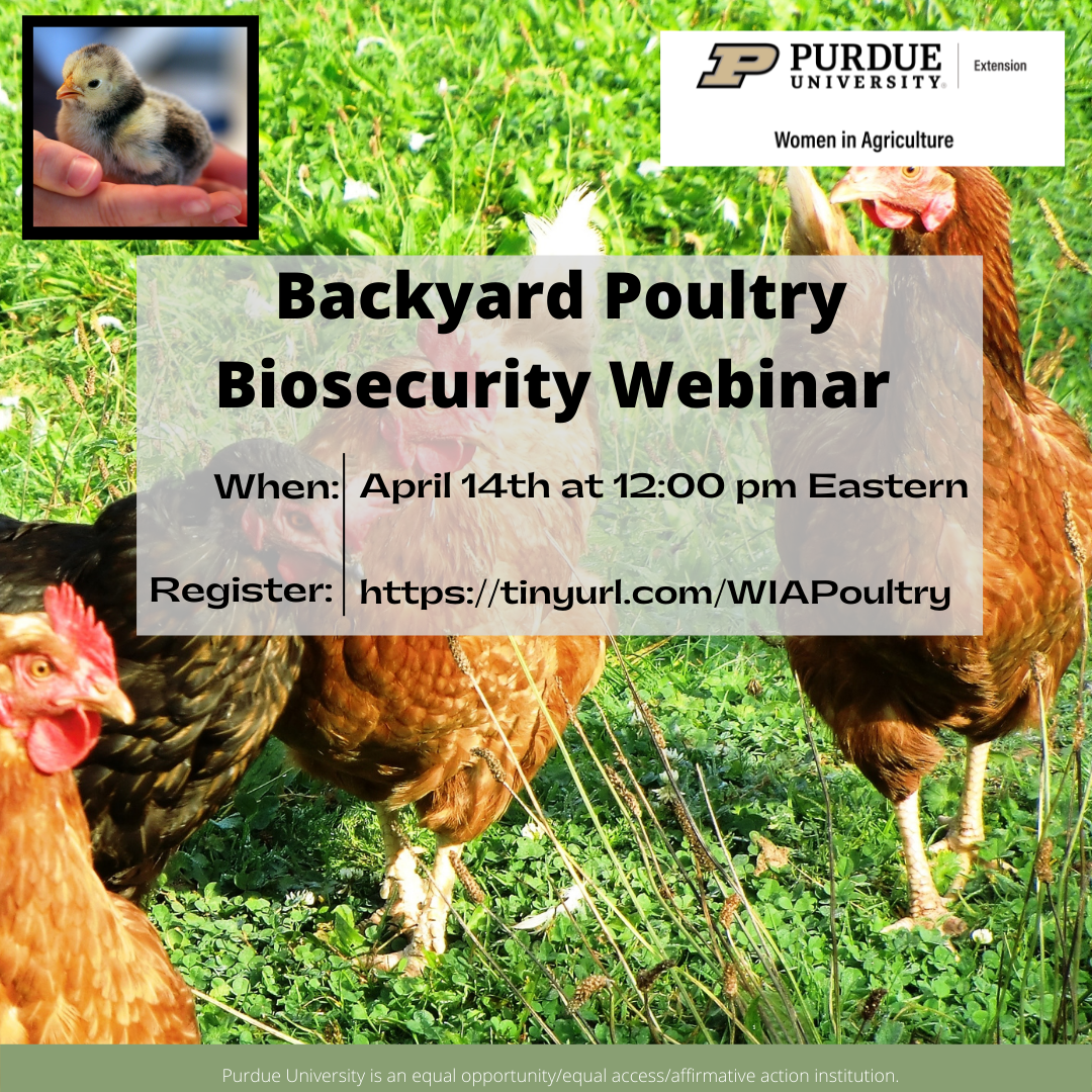 backyard-poultry-webinar-fb-promotion.png