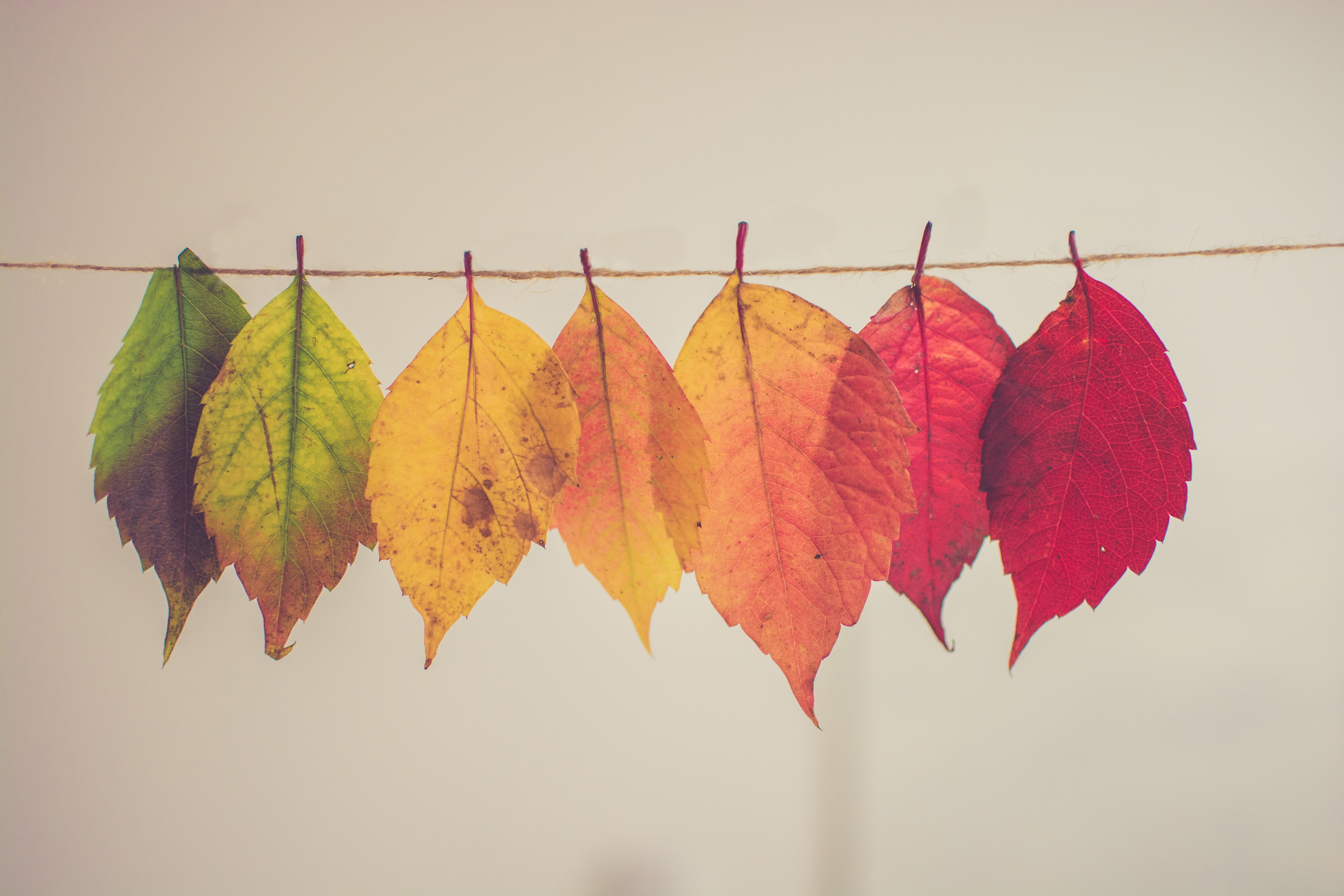 fall-education-day