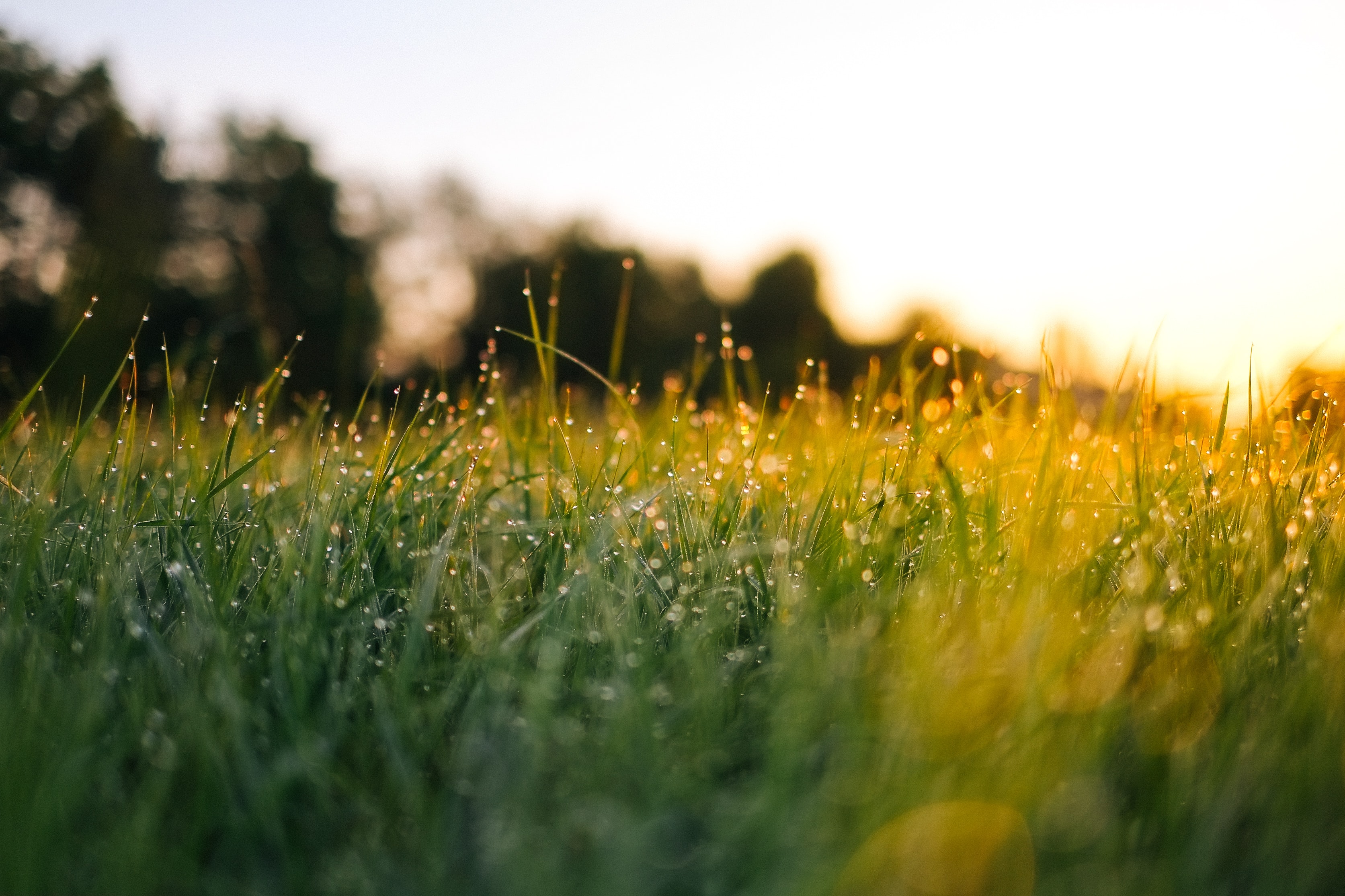 lawn