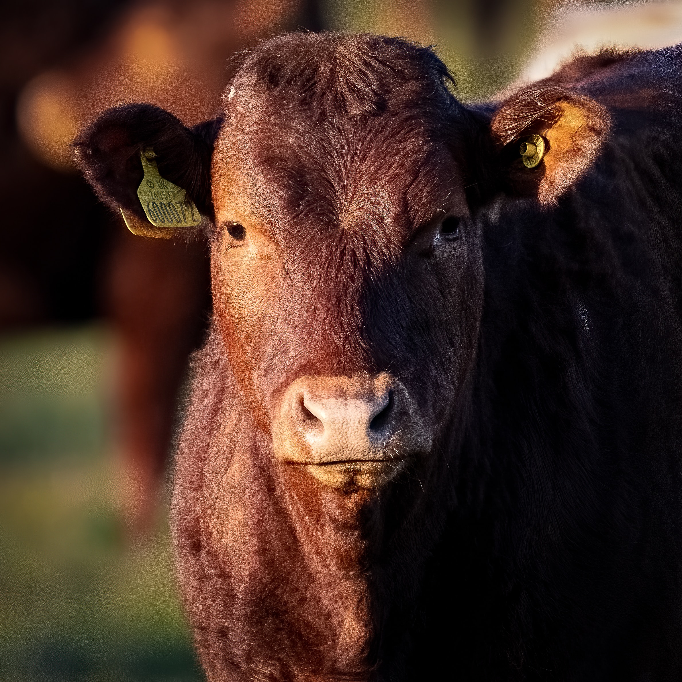beef 