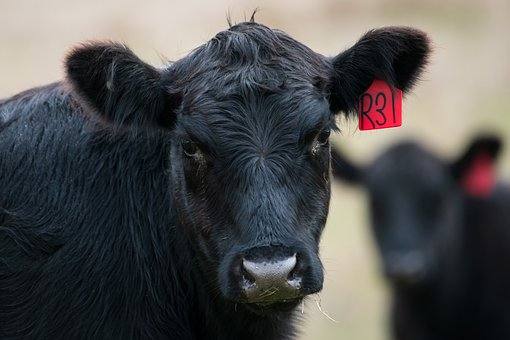BQA (Beef Quality Assurance)