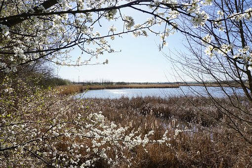 lake with tree bloom