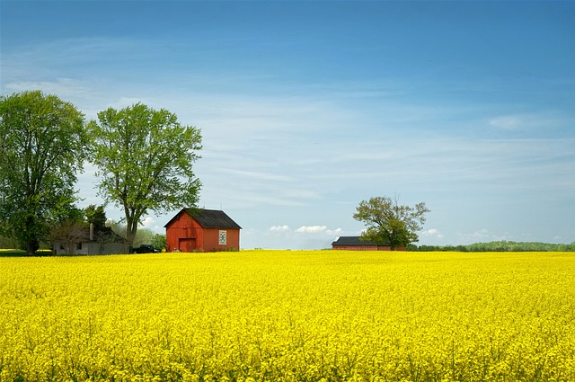 feild  with flowers