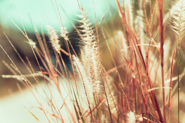 Wheat