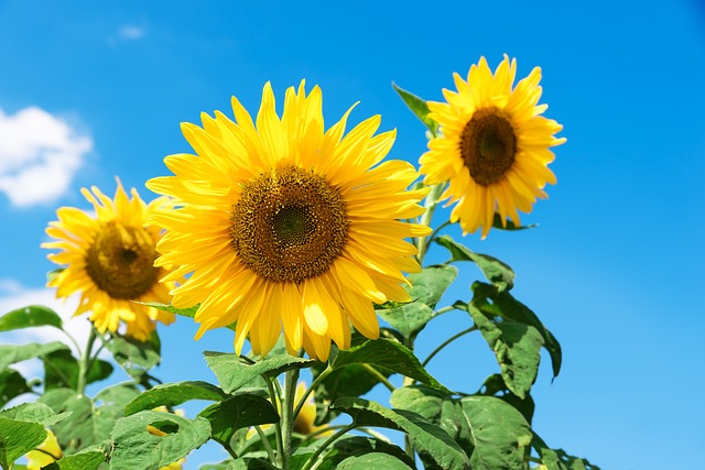 Sunflowers