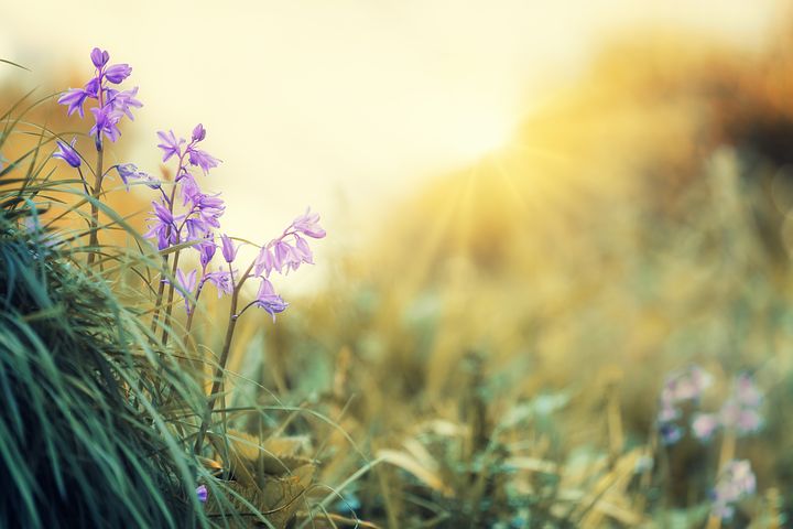 purple flowers
