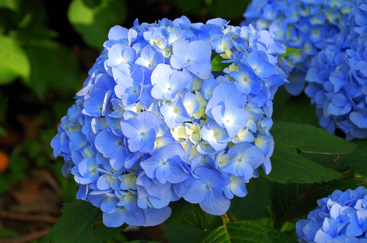 hydrangea