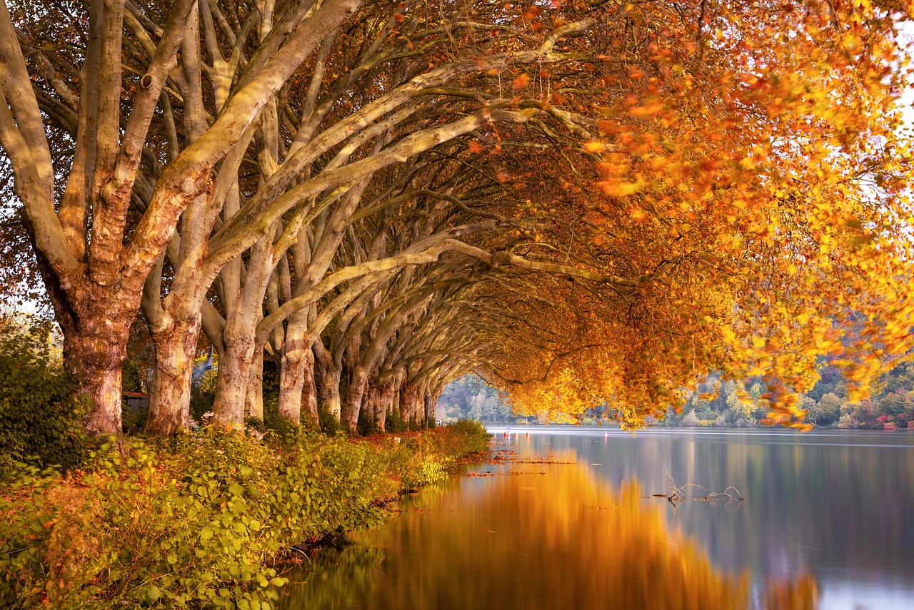 Trees Over Water