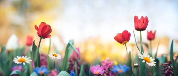 Spring Flowers