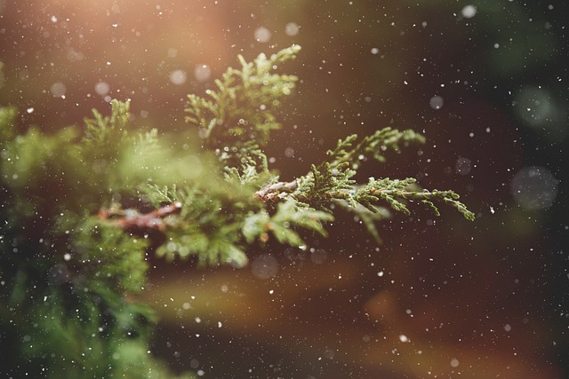 tree branch in snow
