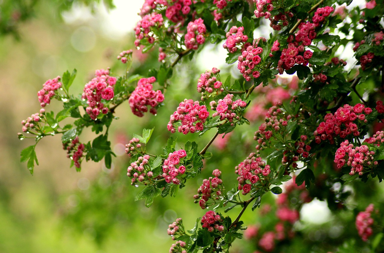 tree with blooms